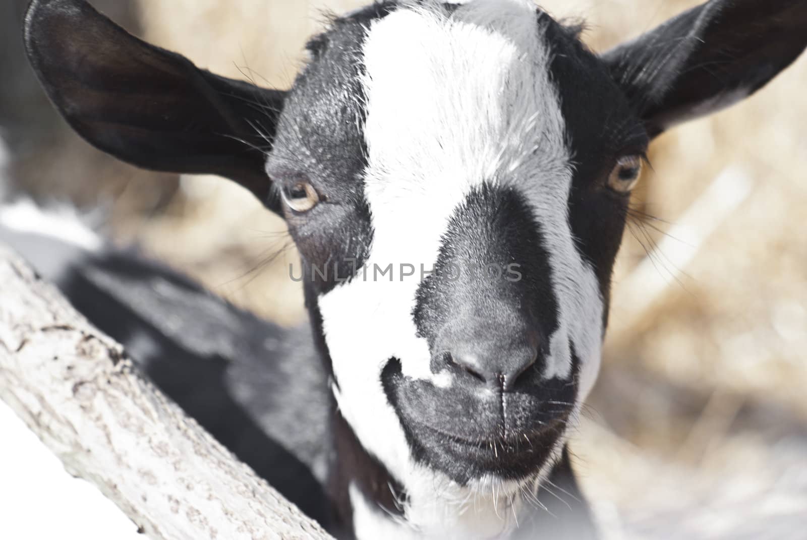 portrait of a black and white goat. by gandolfocannatella