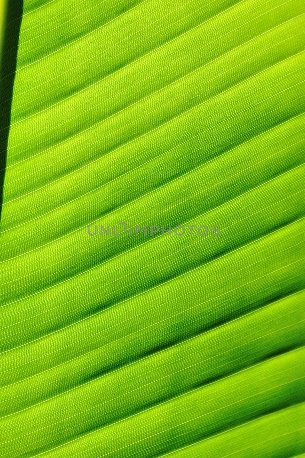 Beautiful palm tree leaf background 