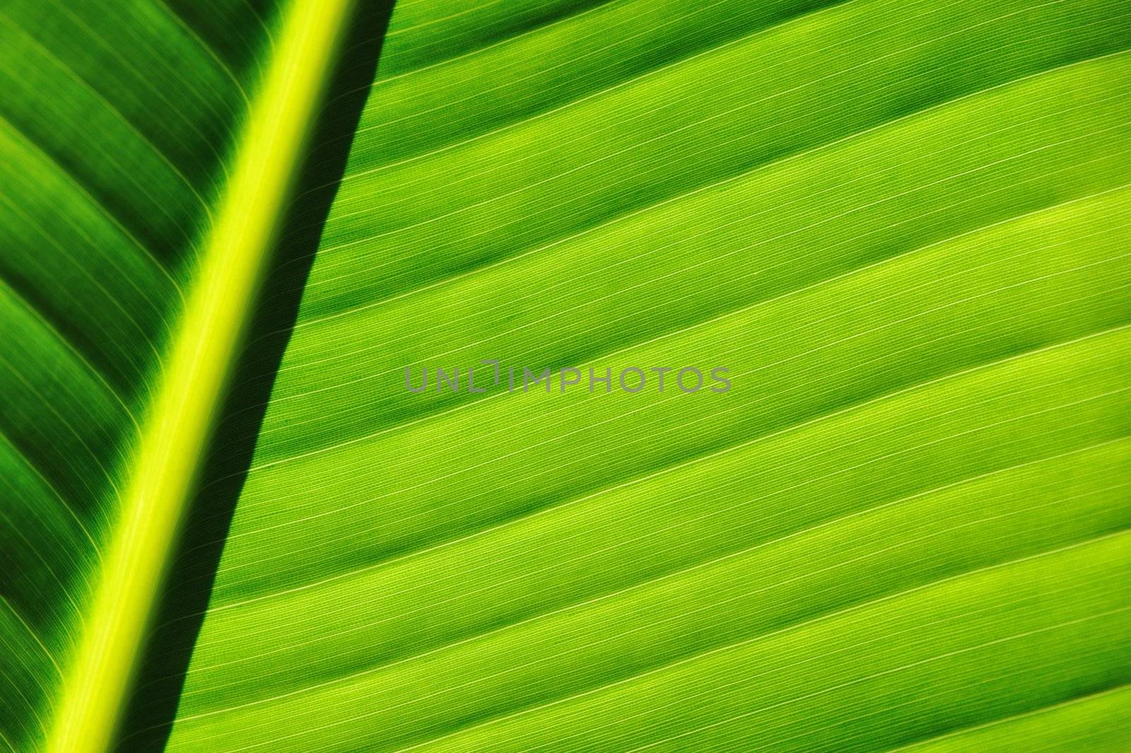 Beautiful palm tree leaf background 