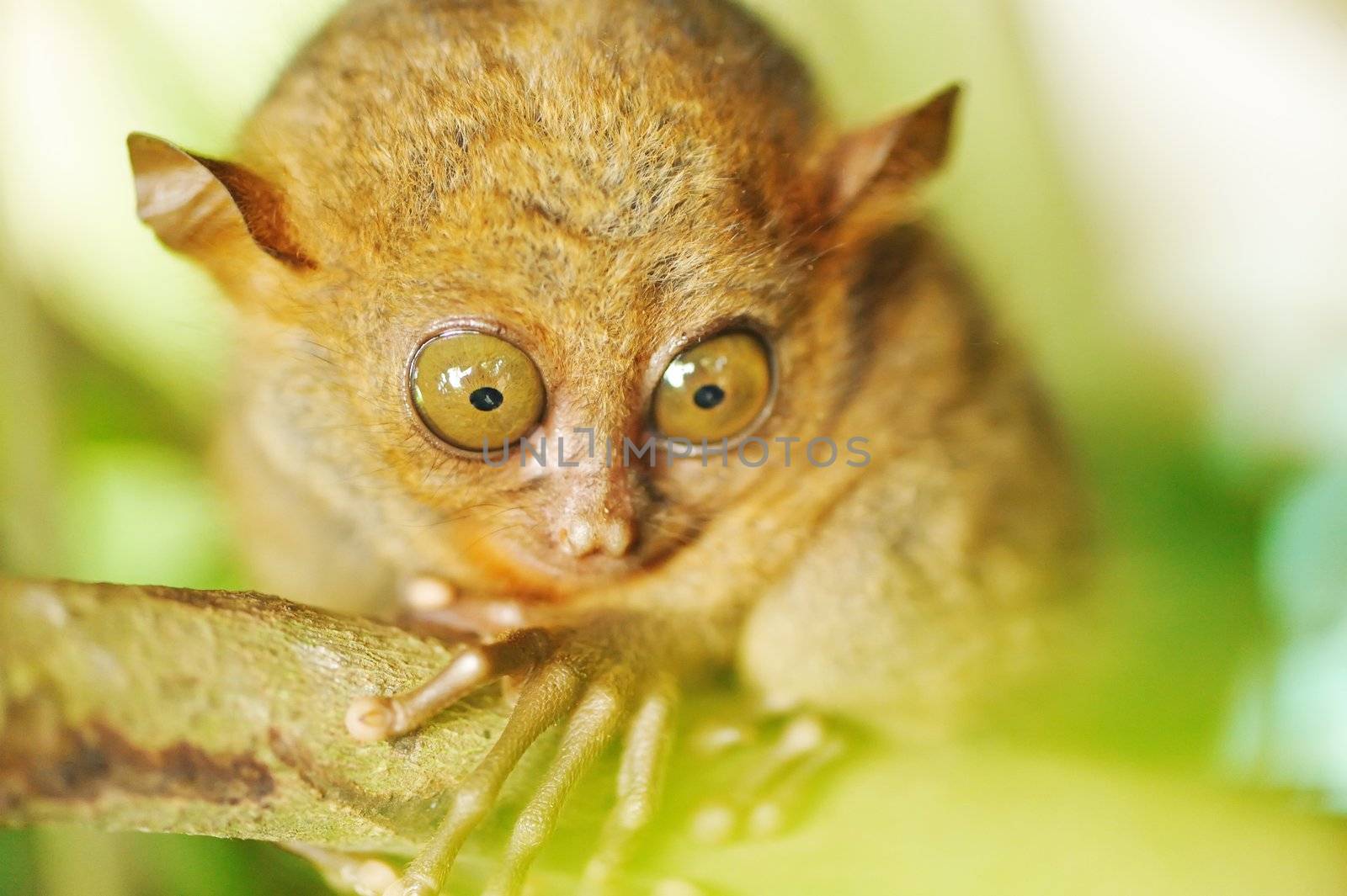 Tarsier monkey in natural environment