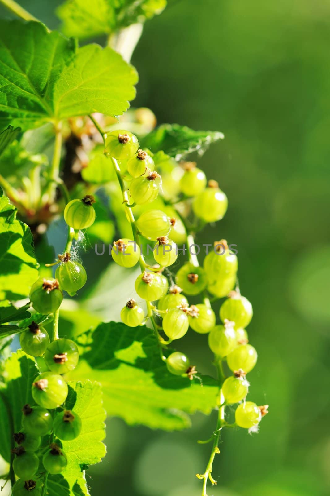 Ripening currant on the branch