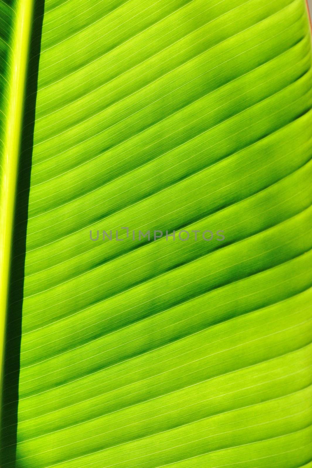 Beautiful palm tree leaf background 