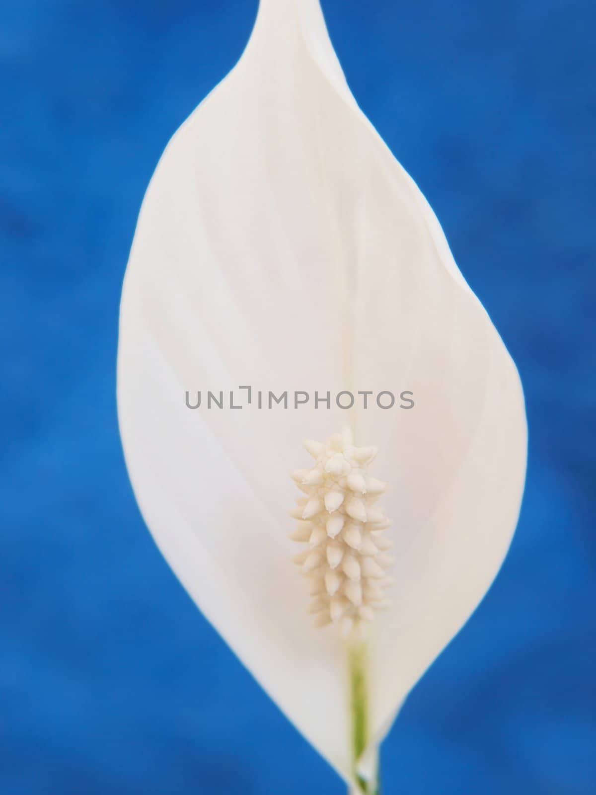White lily flower, isolated, towards blue background