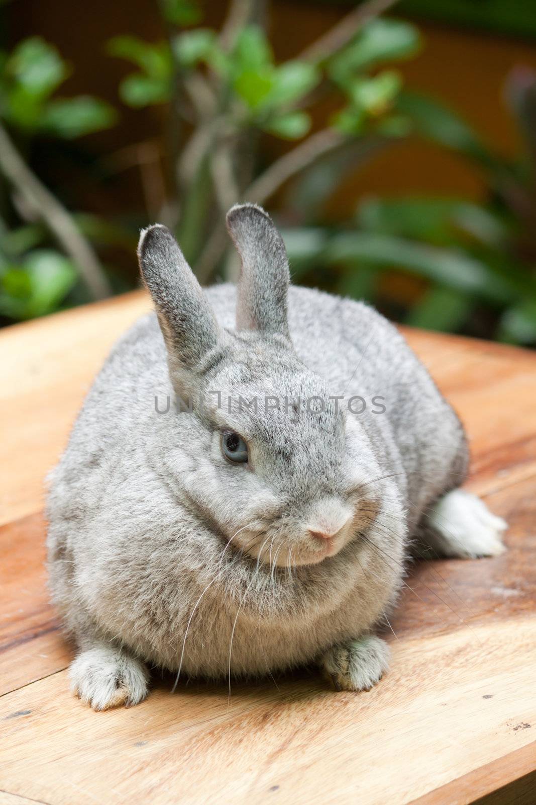 Grey rabbit by artemisphoto