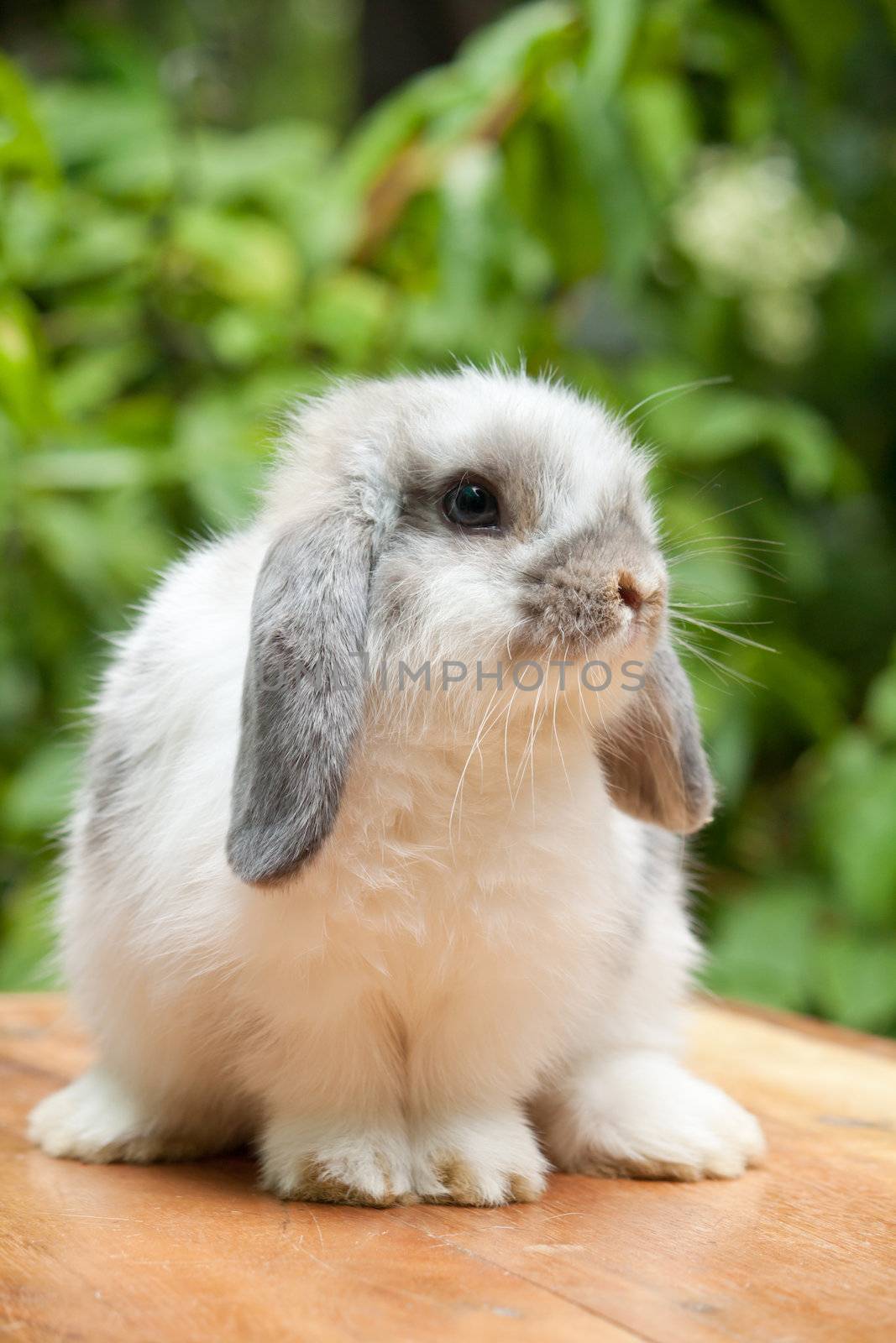 Cute holland lop rabbit standing at outdoor