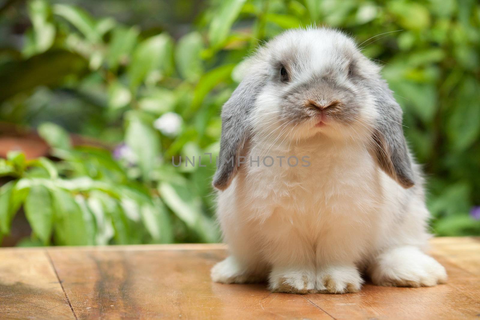 Cute holland lop rabbit standing at outdoor