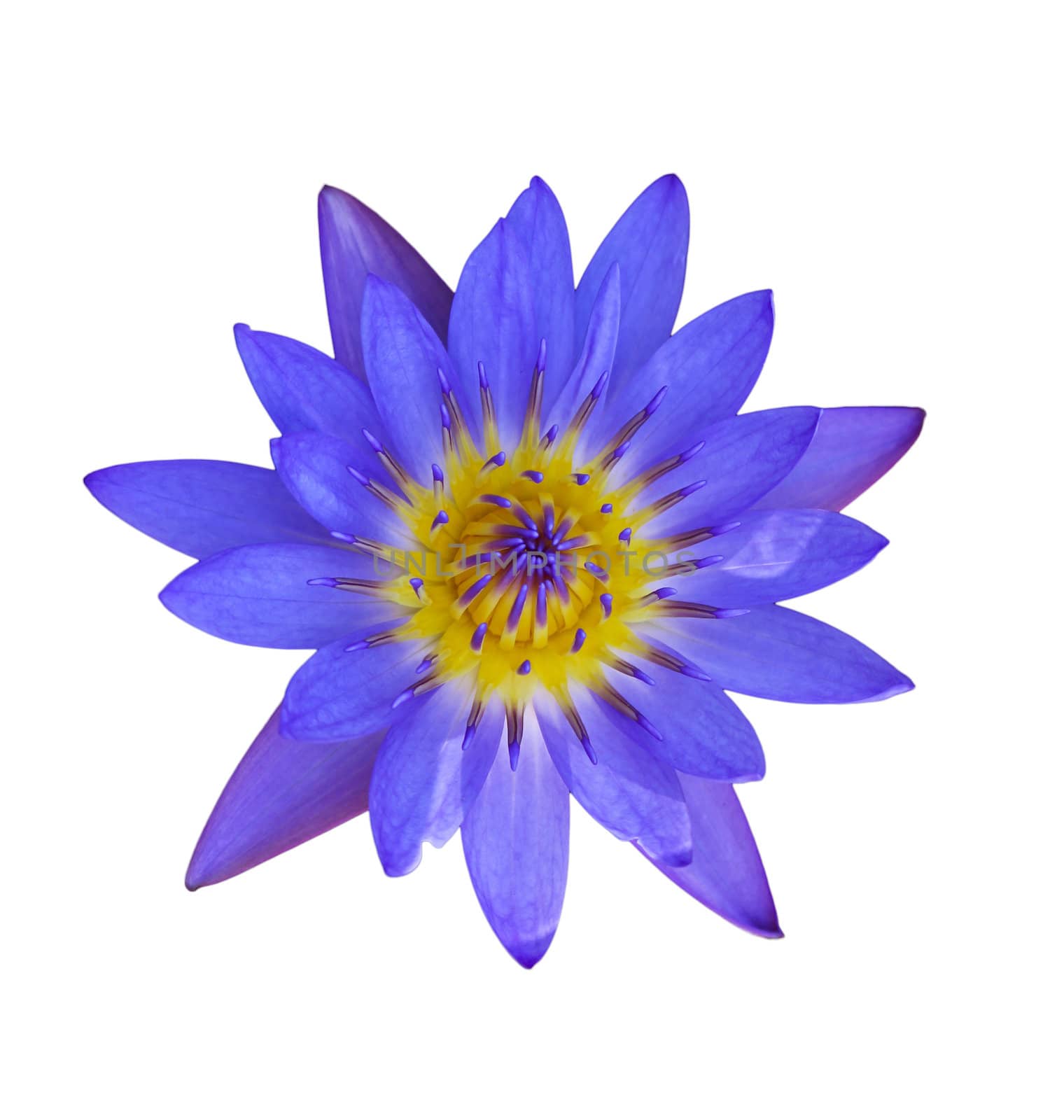 Purple lotus with white background