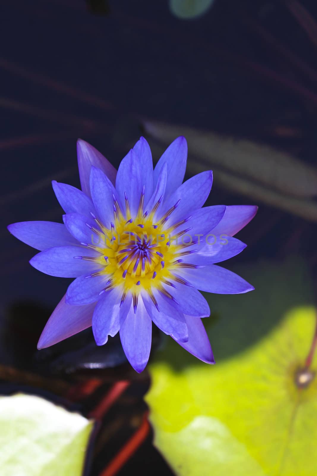 Purple lotus with green leaves