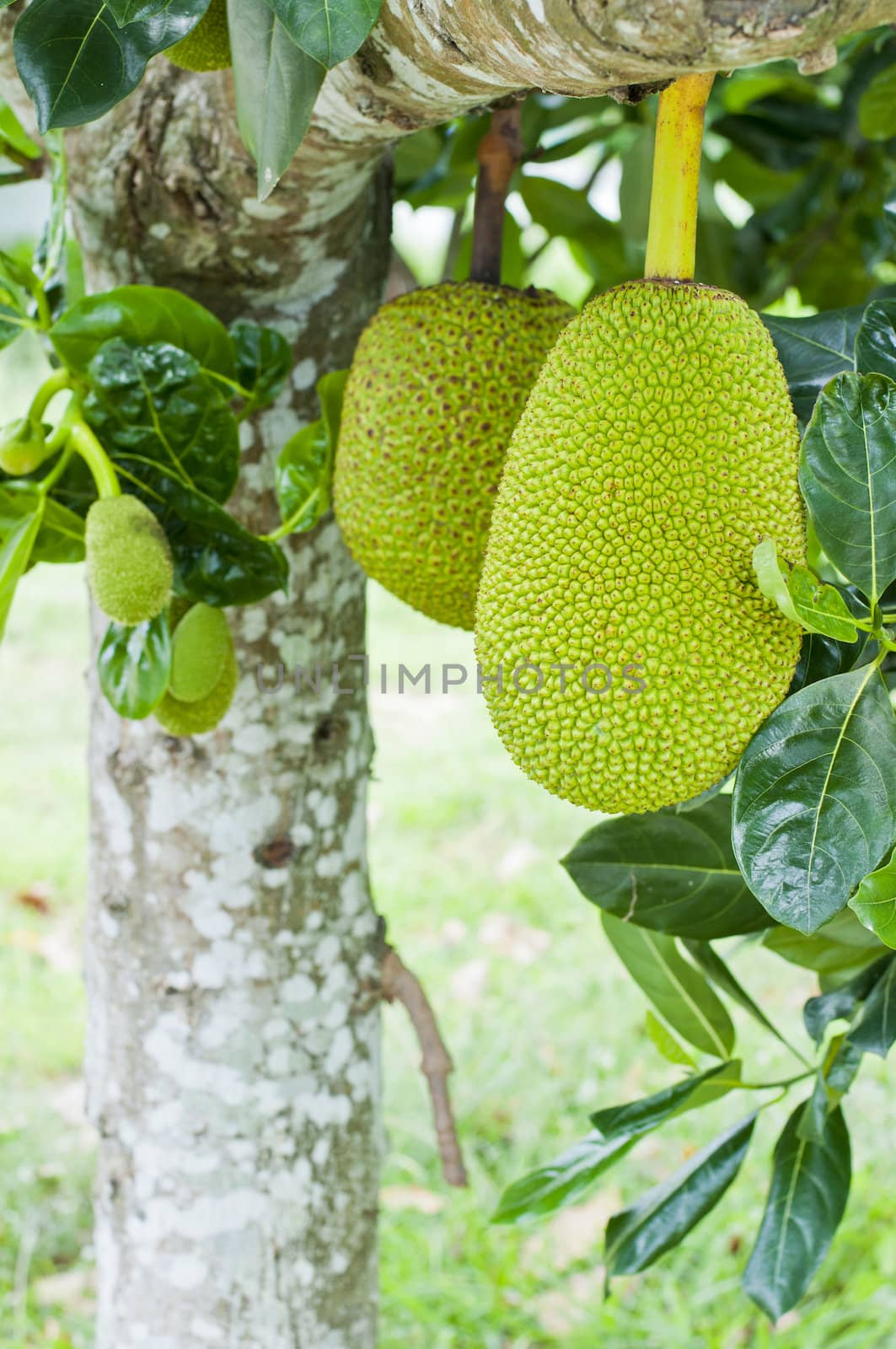 Green jackfruit on tree , Local fruit of Thailand