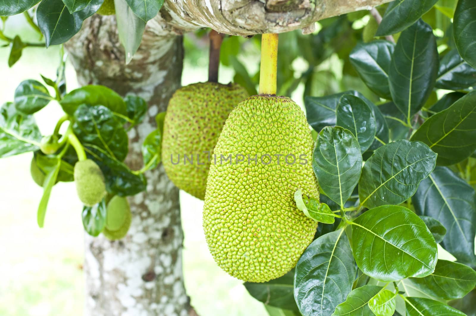 Green jackfruit on tree , Local fruit of Thailand