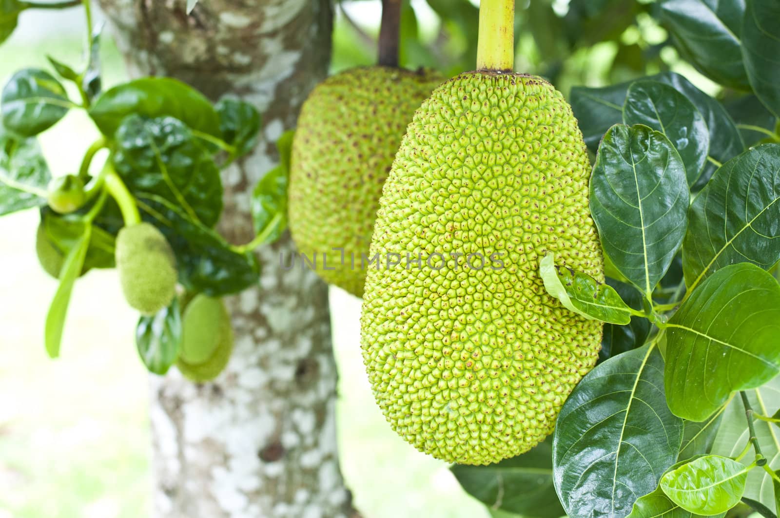 Green jackfruit on tree , Local fruit of Thailand