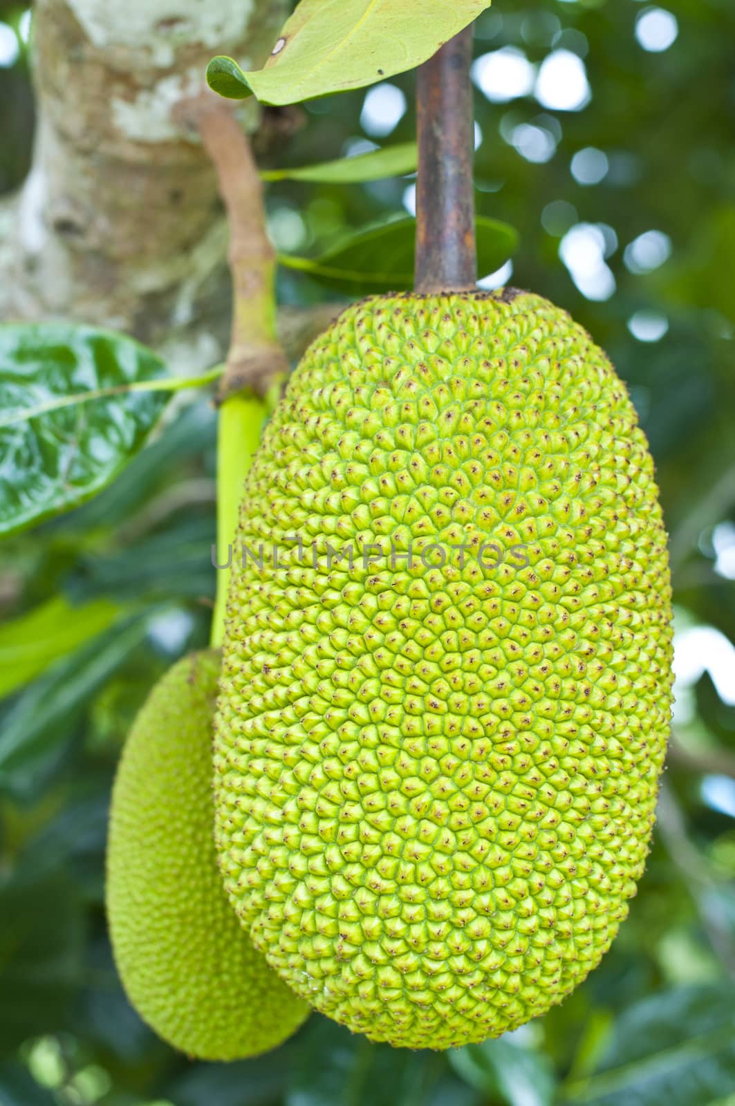 Green jackfruit on tree , Local fruit of Thailand