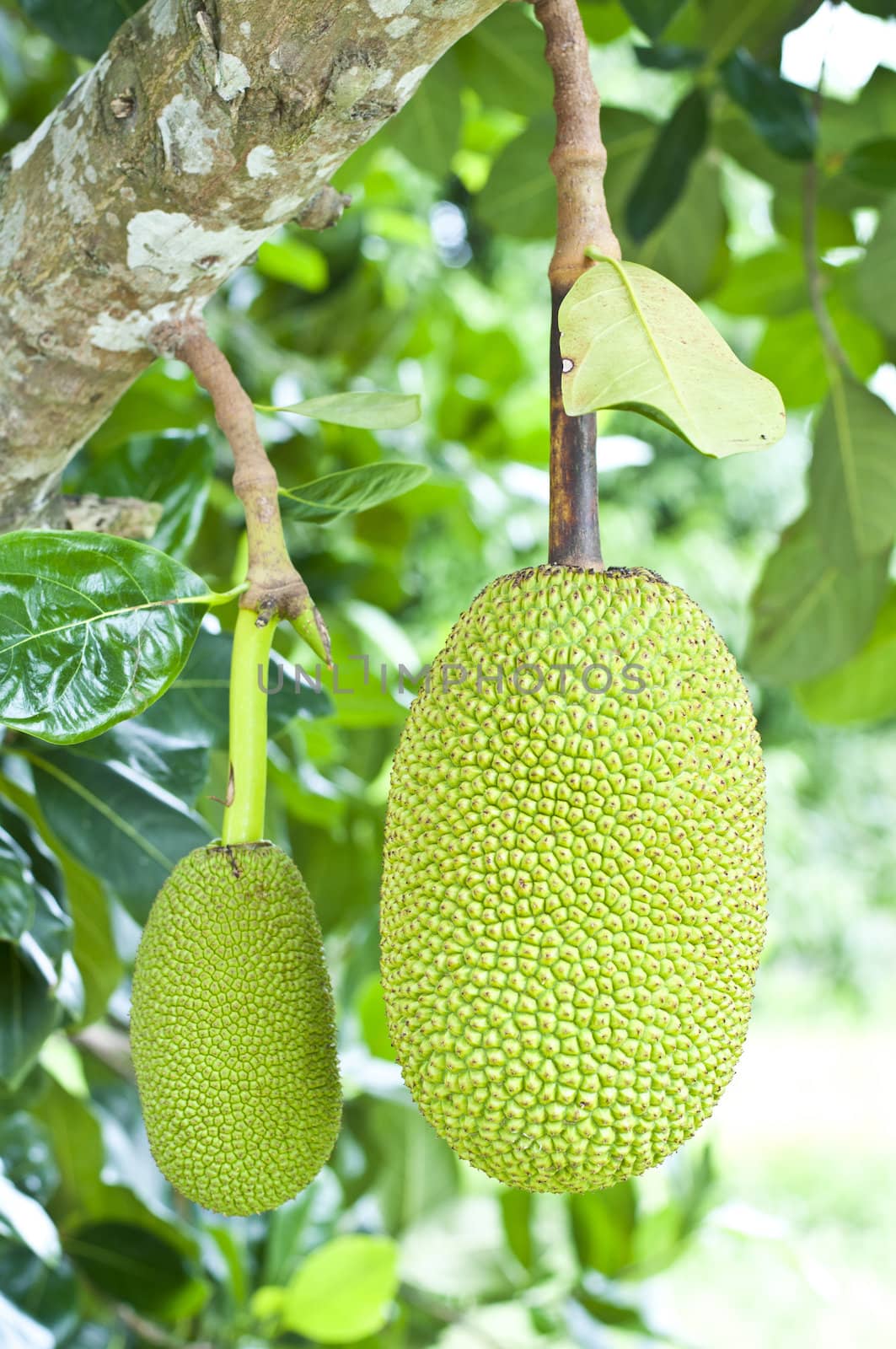 Green jackfruit on tree , Local fruit of Thailand