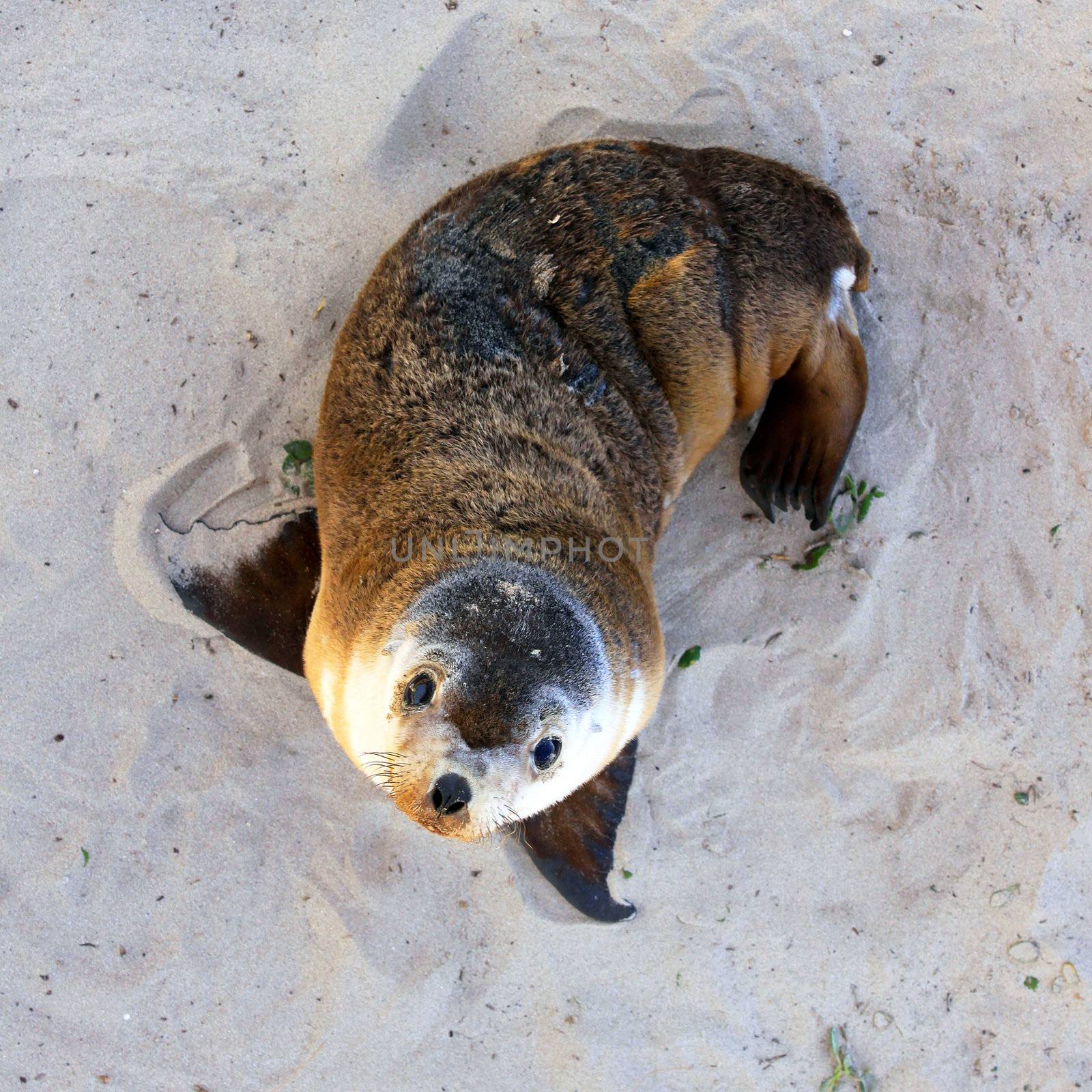 Young Australian Sea Lion Pup.  Seal Bay Conservation Park, Kang by Cloudia