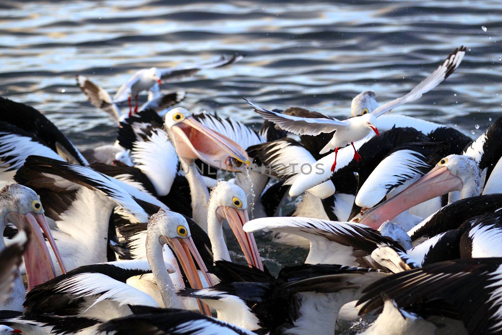 Australian Pelicans Feeding at Kingscote, Kangaroo Island, South by Cloudia