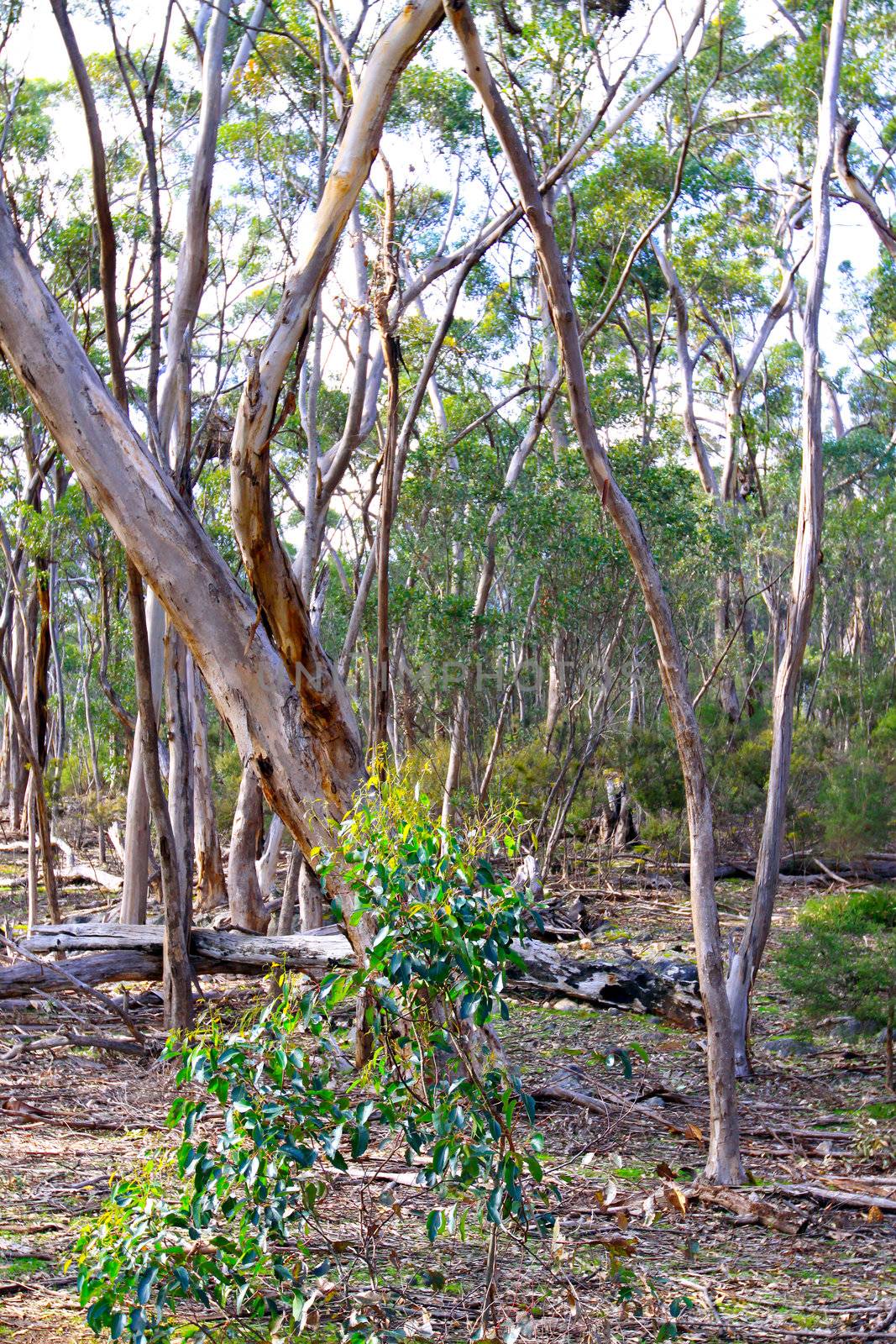 Australian Bush Scene. Eucalyptus Trees at Kelly Hill Conservation Park, Kangaroo Island, South Australia