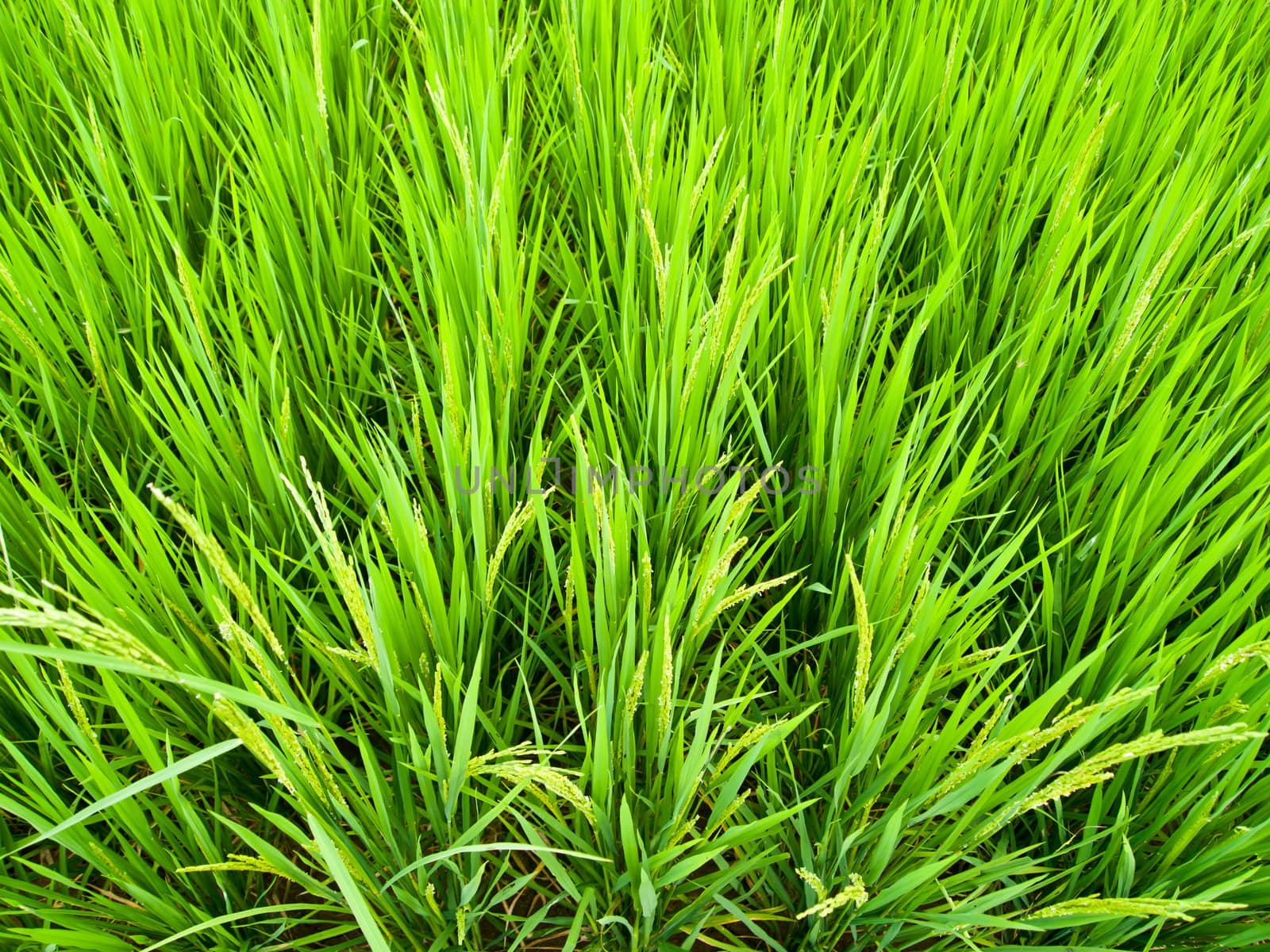 Green rice field