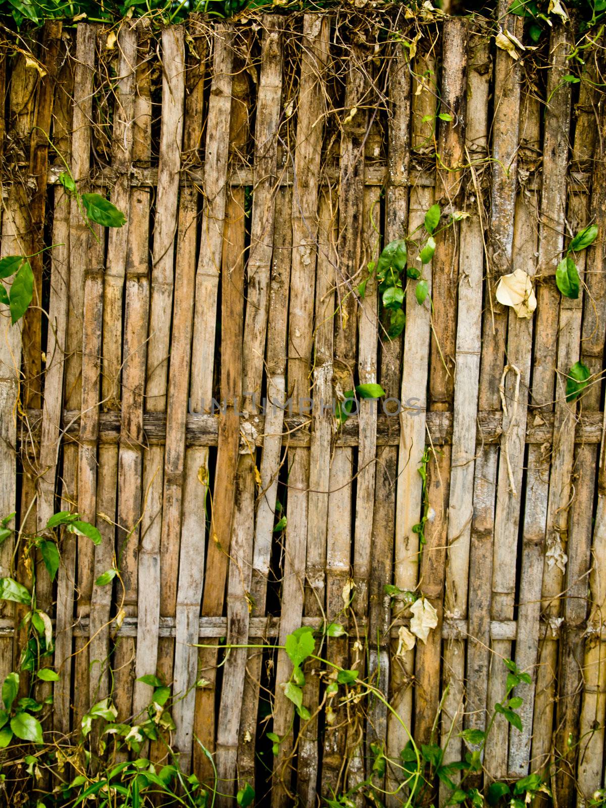 Bamboo fence