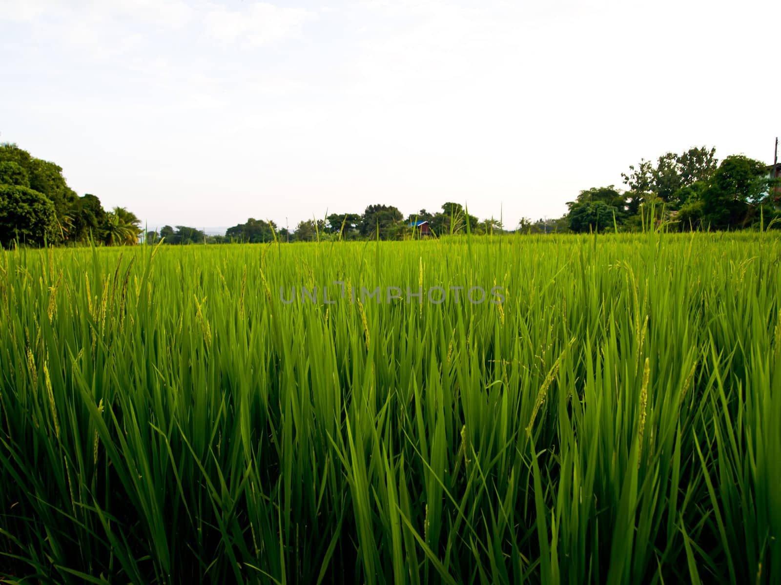 Green rice field3 by gjeerawut