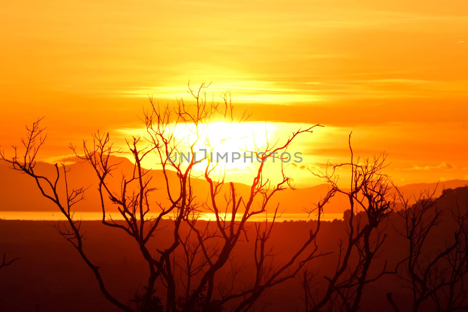 Beautiful sunrise on the sea and dead tree