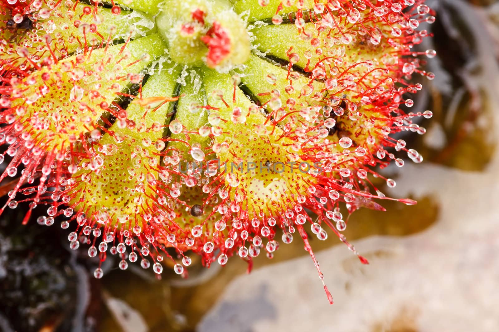 Drosera tokaiensis Carnivorous Plant That Eating Insect