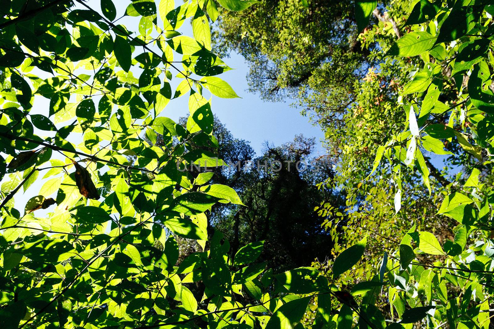 Green Tree in tropical jungle rain forest  by jame_j@homail.com