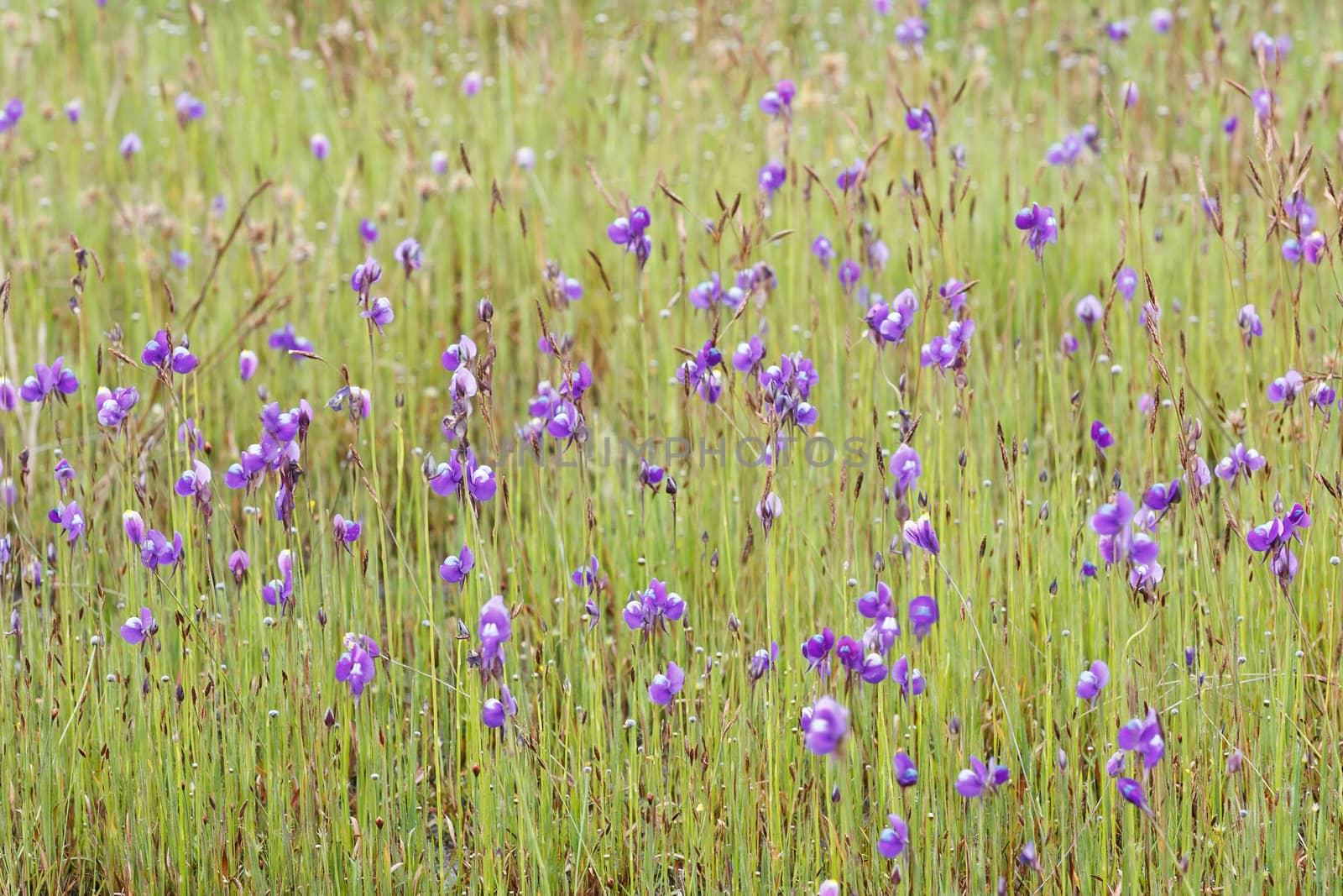 Meadow with wild pink flowers