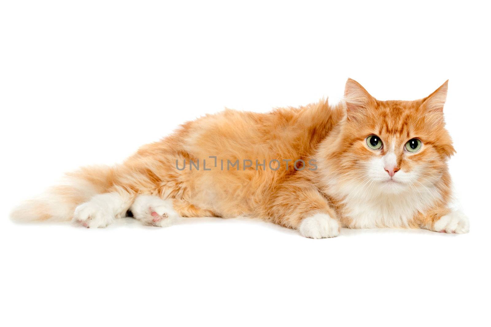 Beautiful fluffy red cat. Isolated on white