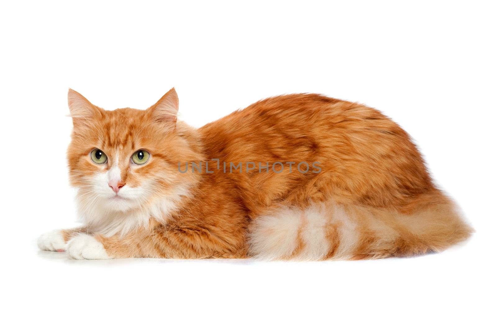 Pretty fluffy red cat. Isolated on white