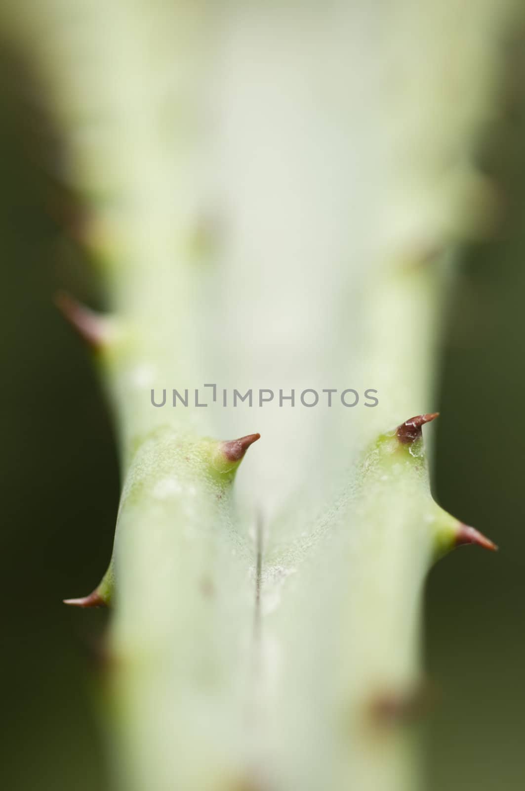 Red Thorns of succulent plant