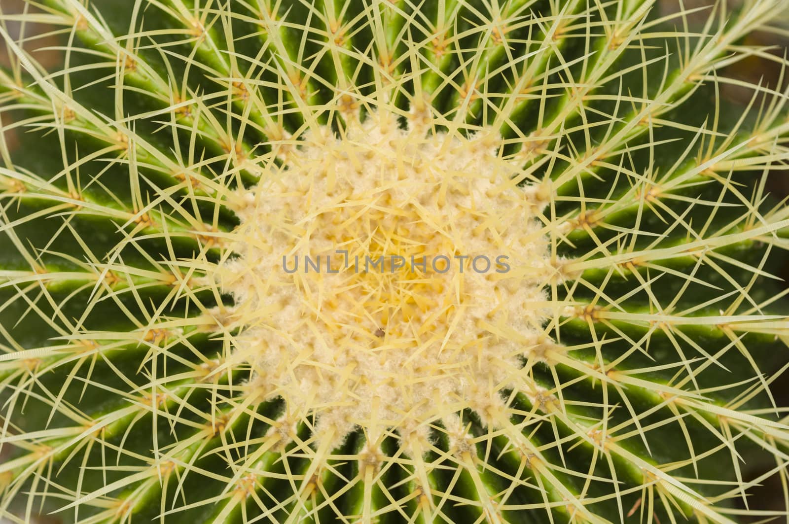 Echinocactus grusonii is a cactus native to central Mexico, Golden Barrel Cactus, Golden Ball, Mother-in-Law's Cushion.