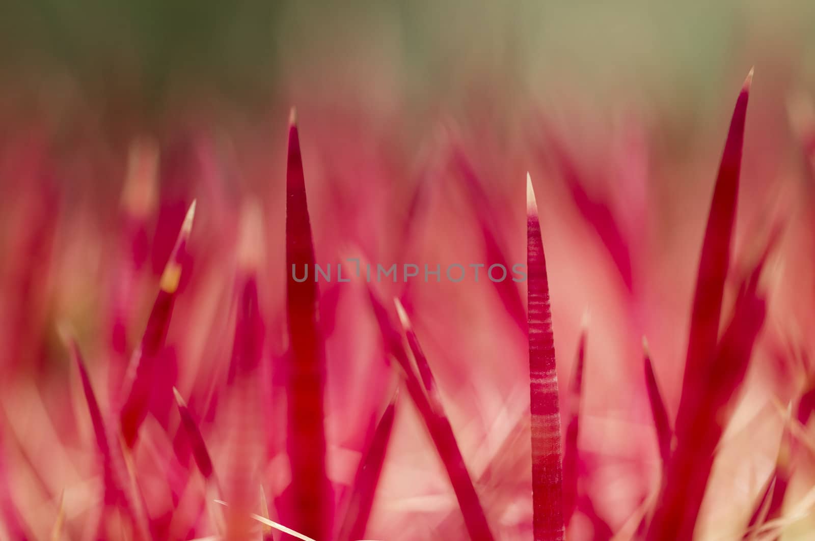Red Thorns of succulent plant