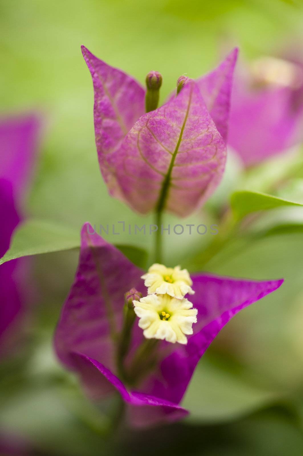 bouganville flower details with yellow center