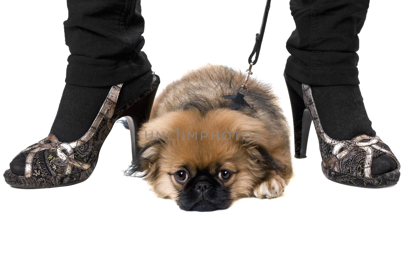 Tired pekinese puppy lying at heels. Isolated on white