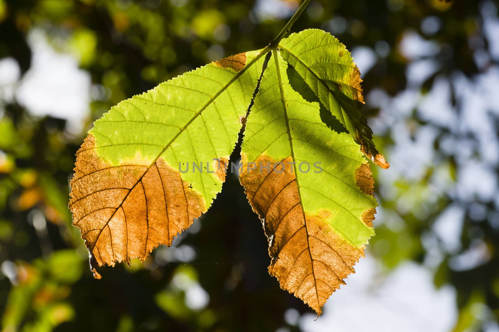Autumnal yellow leaves on a tree