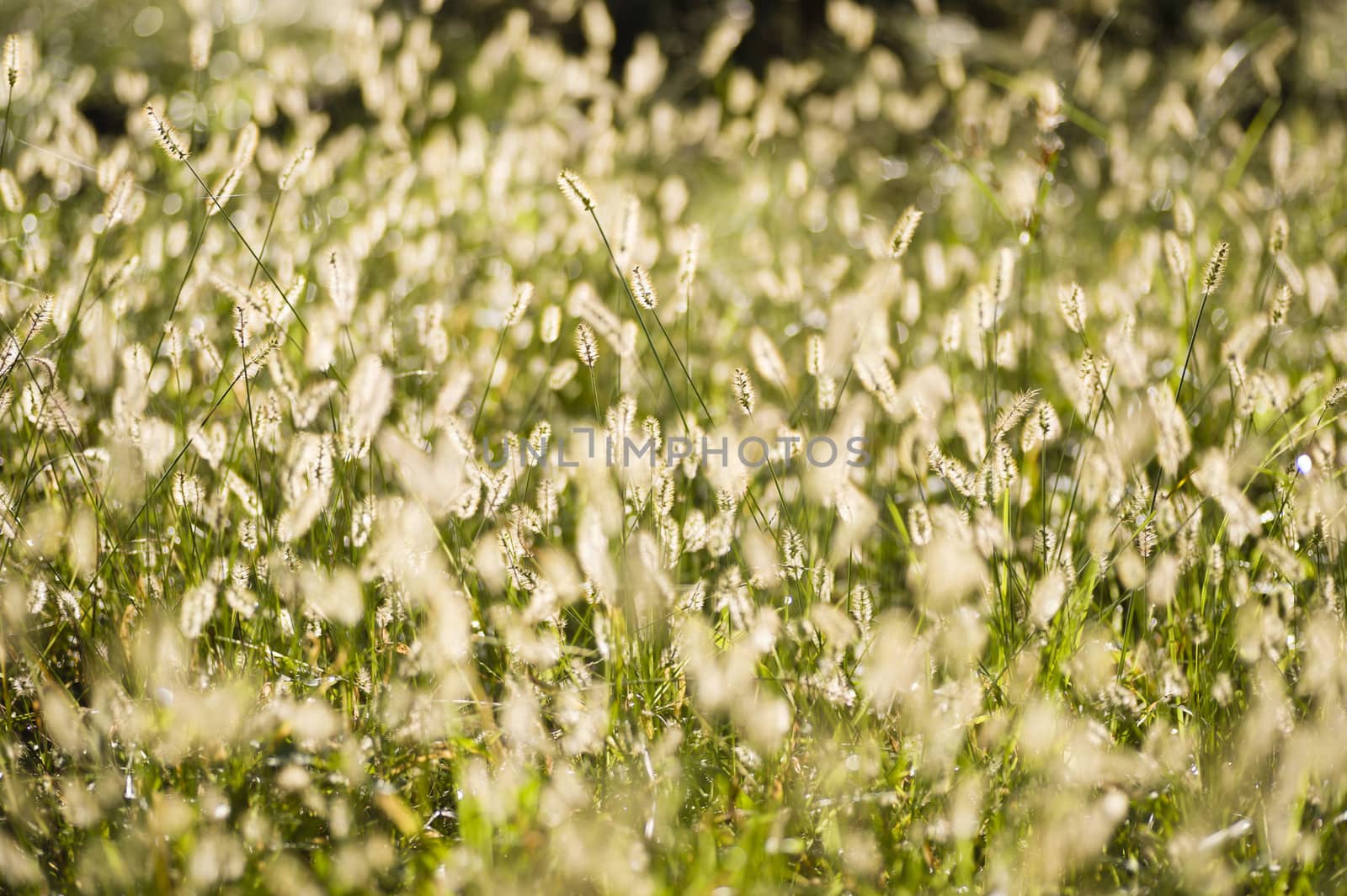Grass of spikes in backlight