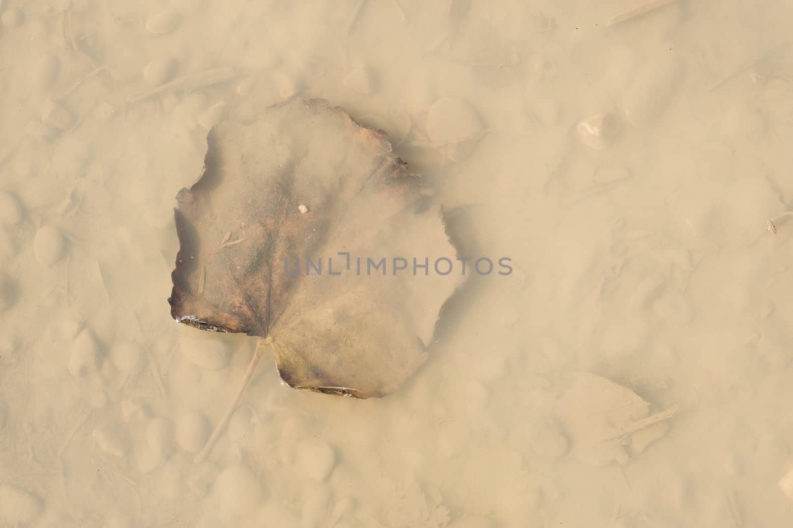 Dead leaf in a puddle with mud