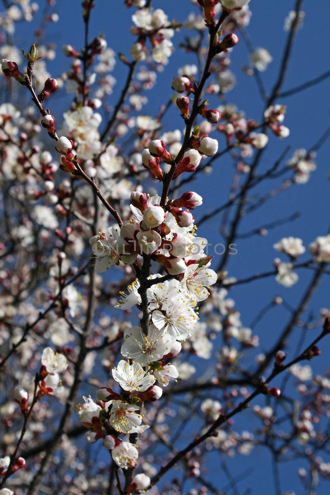 Spring branch of a blossoming tree 2