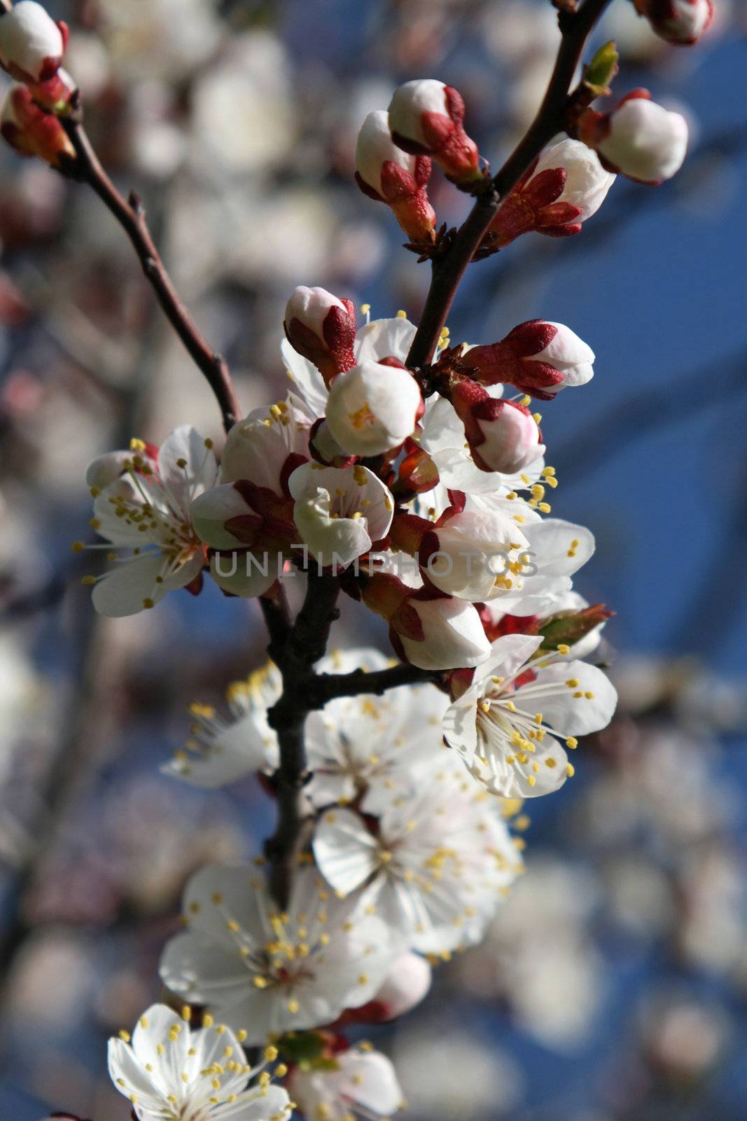 Spring branch of a blossoming tree 3