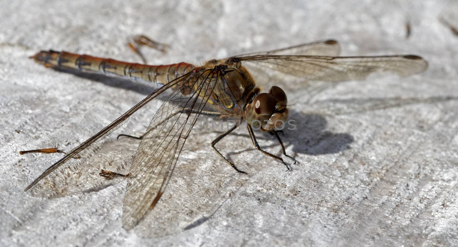 macro from dragonfly on wood