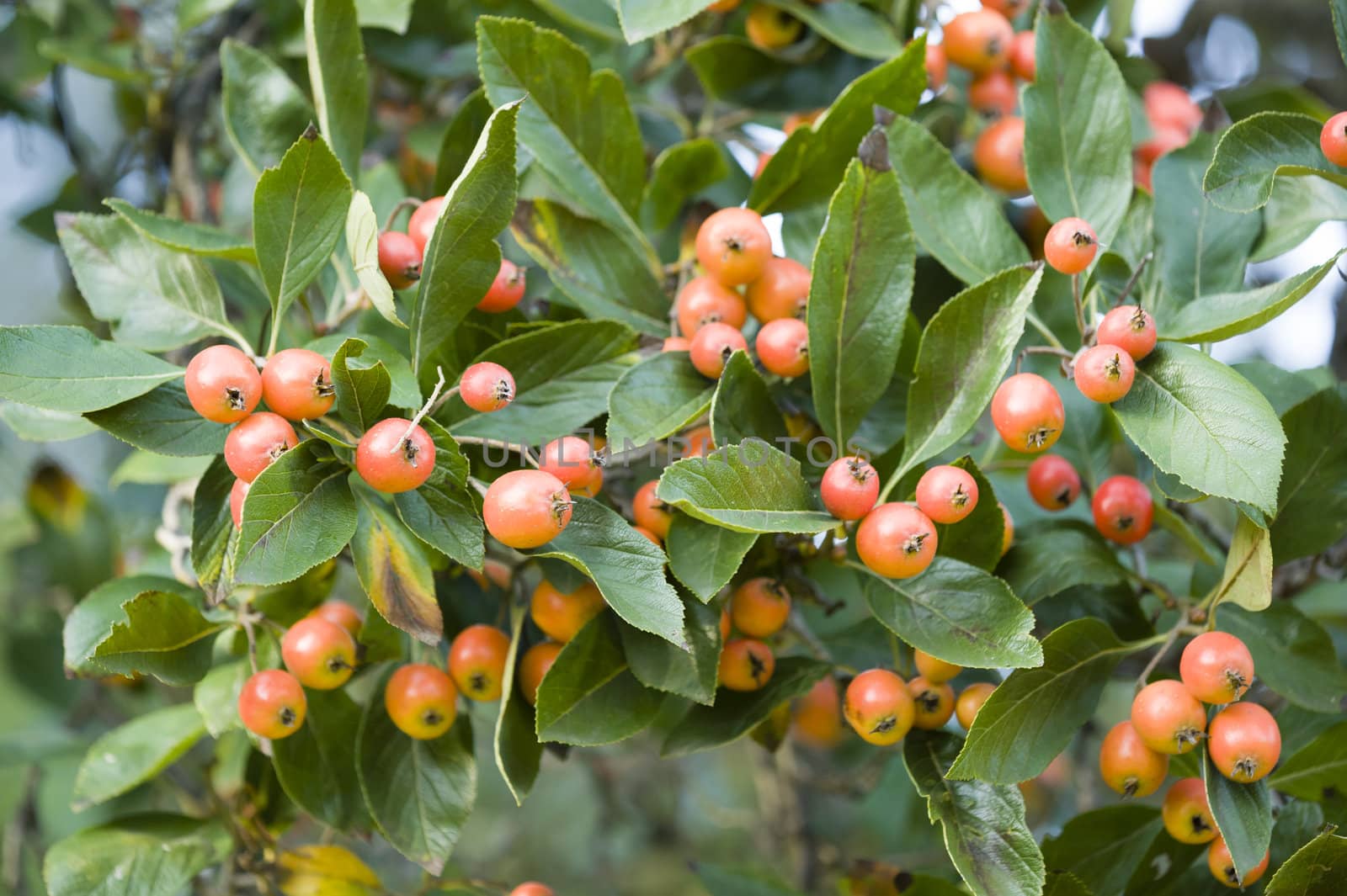 Red berries among green leaves