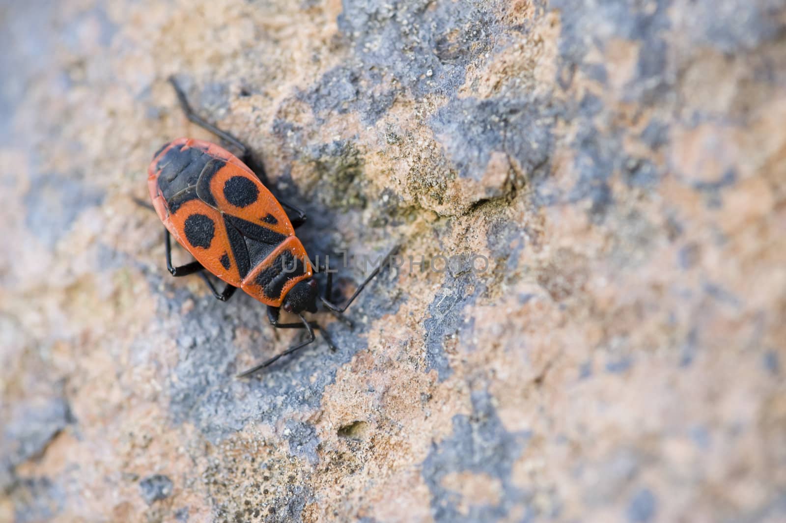 Black and red bug insect