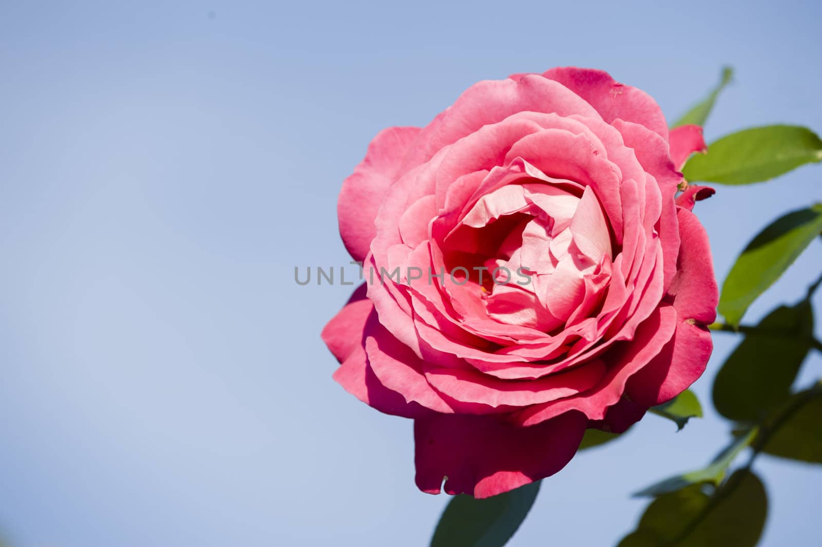 Pink ornamental rose in full bloom