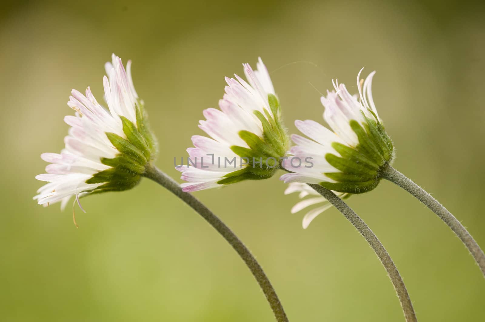 Three daisies in side view