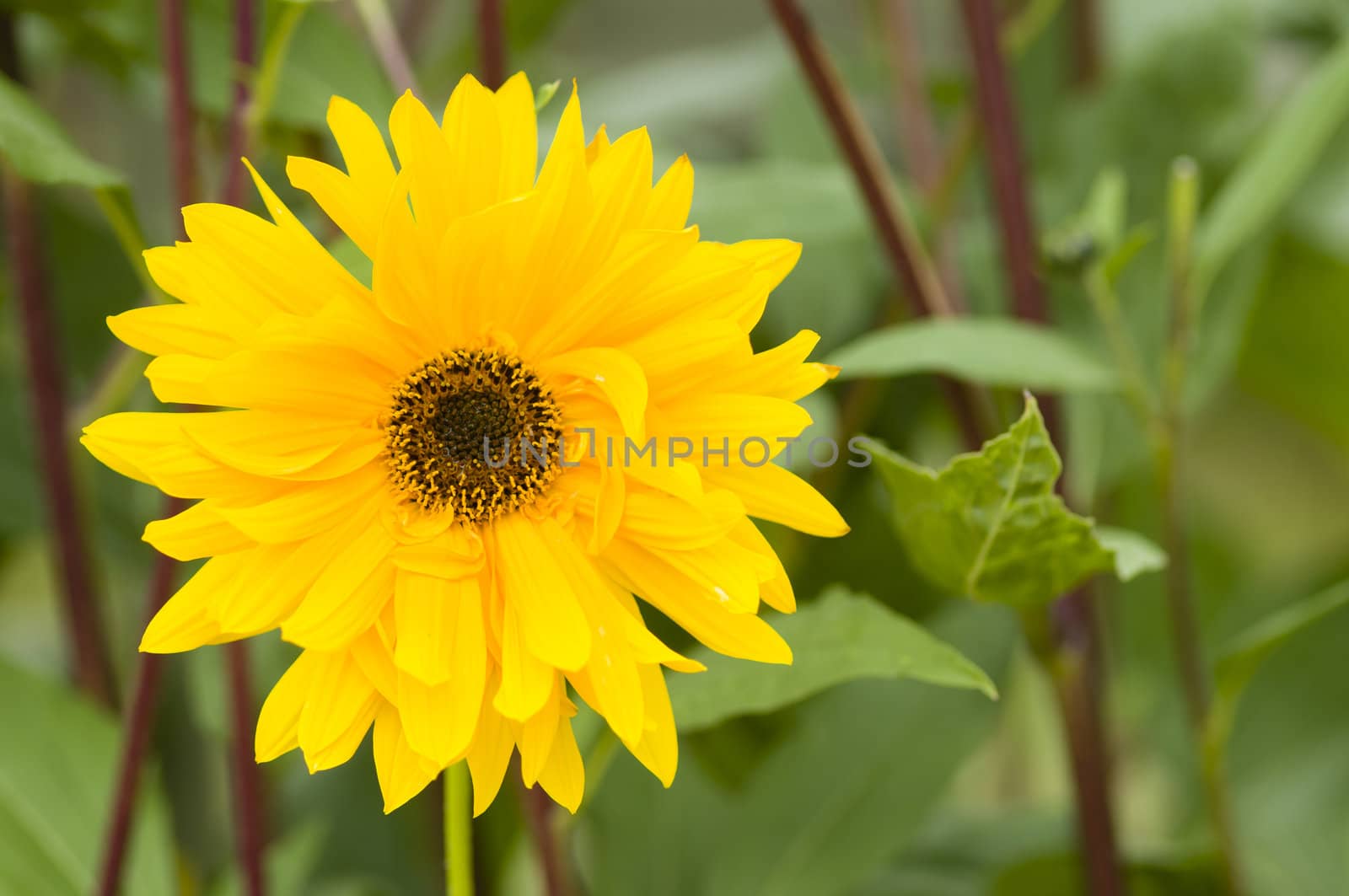 Ornamental sunflower plant with yellow petals