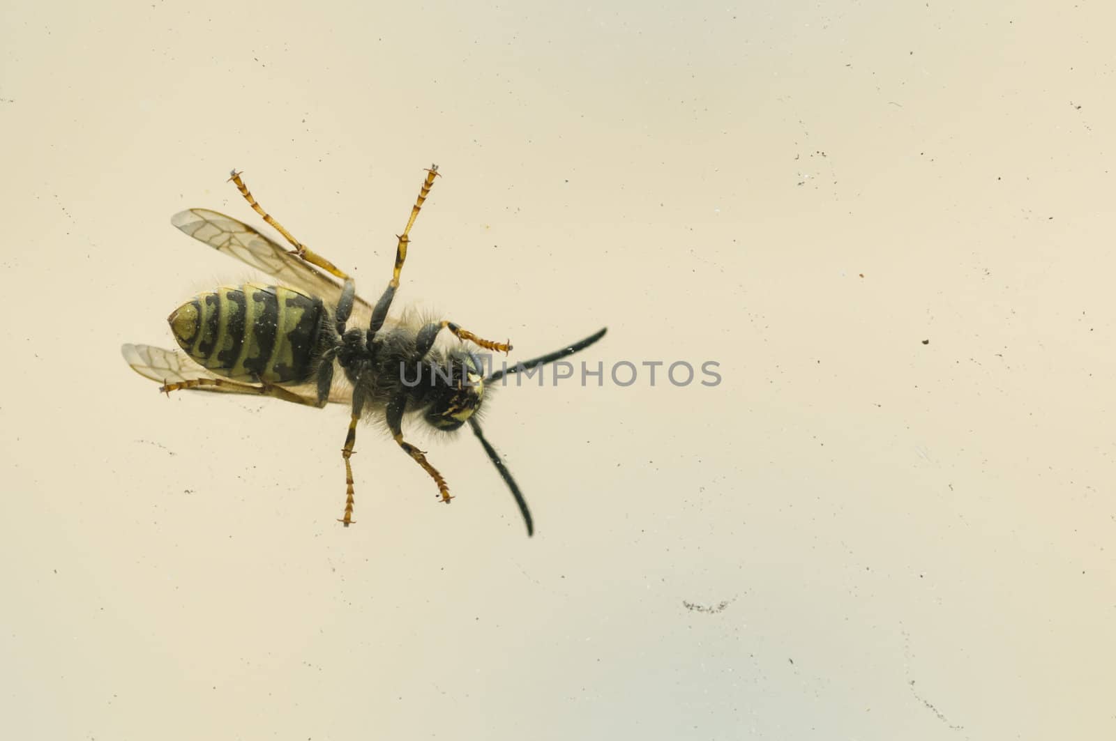 Wasp on a window glass