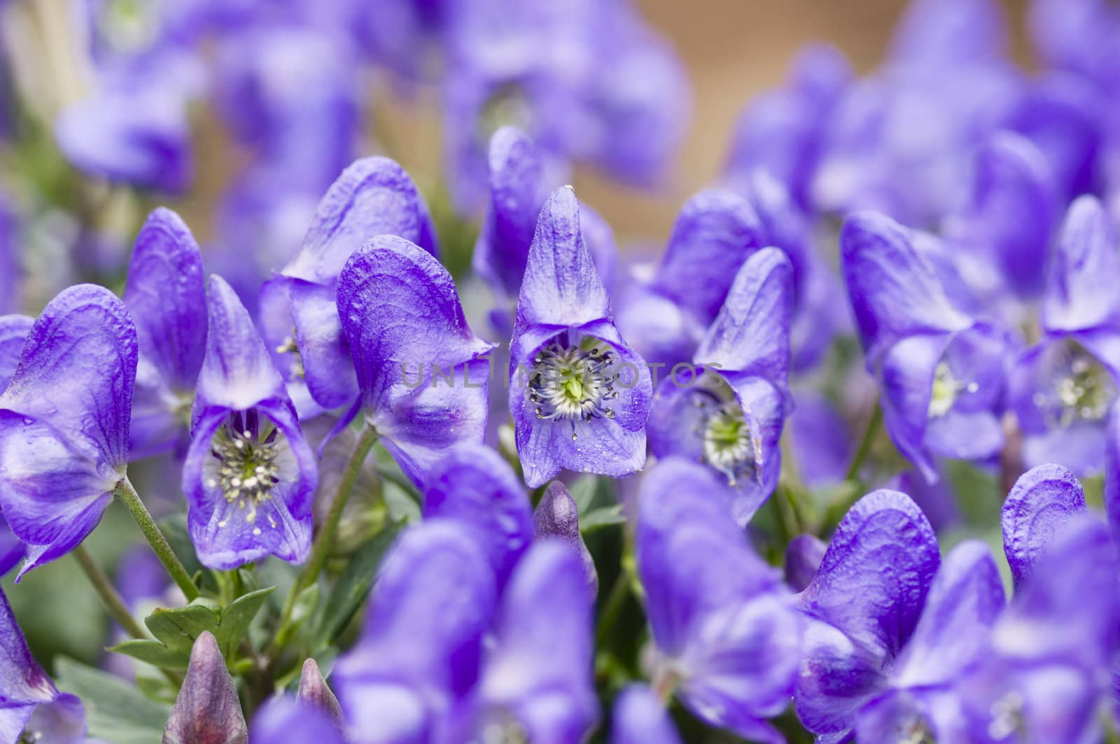 Aconitum, Monkshood flowers,
Aconitum napiforme
