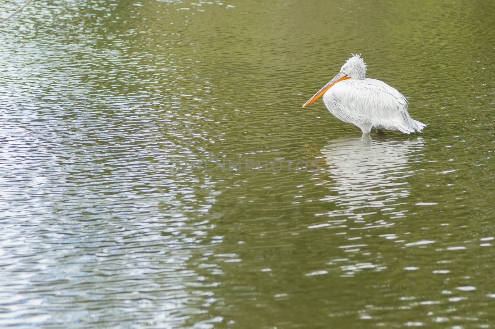 Dalmatian Pelican, Pelecanus crispus, large acquatic bird.