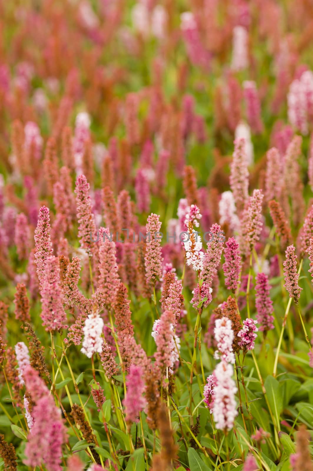 Plantain pink flowers, Plantago plants.