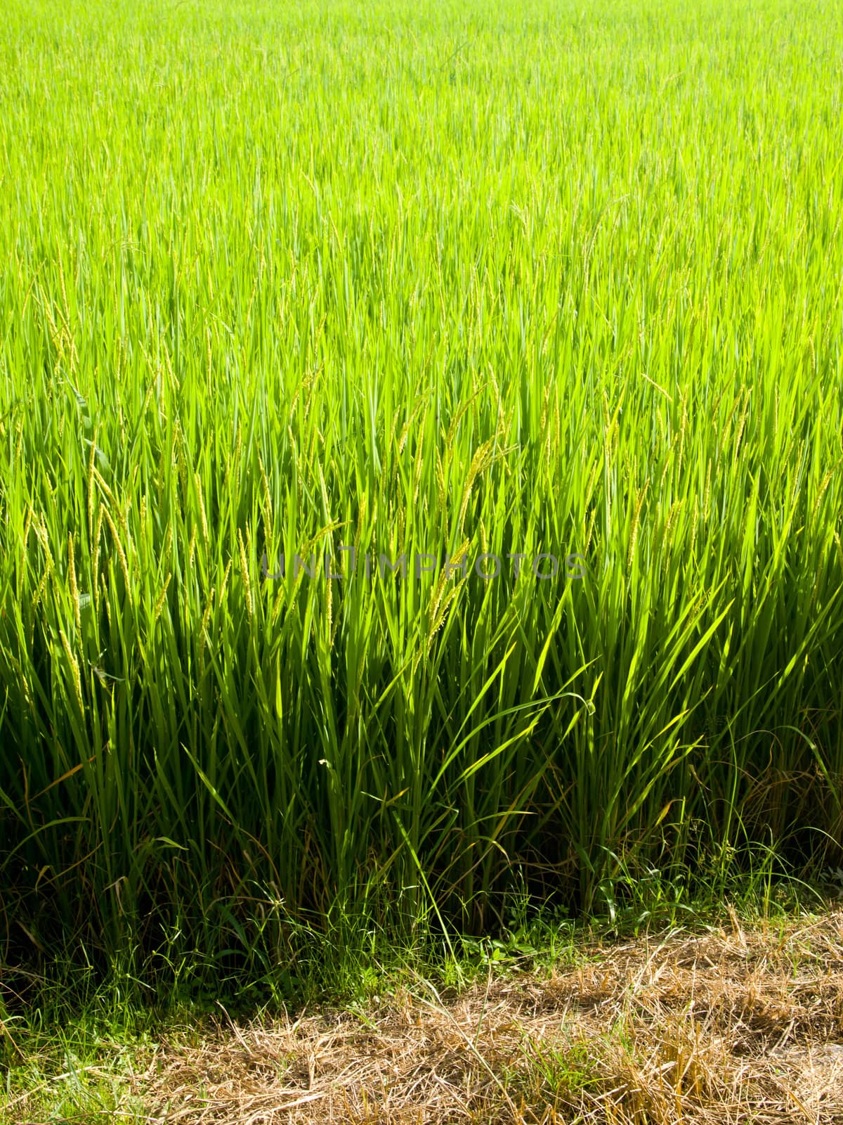 Green rice field2 by gjeerawut